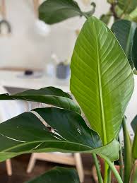 Kuswildepiesang.in this video i'm repotting my white bird of paradise plant (strelitzia nicolai) and share helpful tips. Strelitzia Nicolai How To Be Successful With The Giant White Bird Of Paradise My Tasteful Space