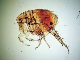 Rat Fleas Most Dangerous Insects Insects Fleas Dangerous