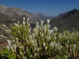 Image result for Micromeria imbricata