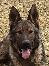Friendly, raised on a farm with children. Urkraftig German Shepherd Puppies For Sale Florence Wisconsin 7 German Shepherd Puppies Shepherd Puppies Setter Puppies
