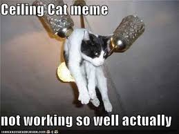 Untitled Funny Animals With Captions Funny Cat Pictures Animal Captions