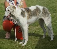 Borzoi that those who take the form of dogs tend to be friendly and loyal is no secret. Borzoi Wikipedia