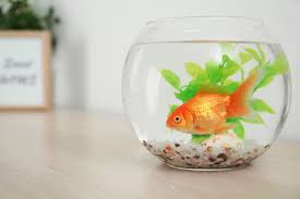 6 Easy Hacks To Cure Fish Boredom | Petguide
