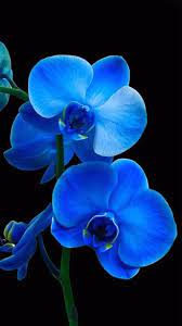 My Green Zone On Twitter Blue Flower Wallpaper Orchid Wallpaper Flower Wallpaper