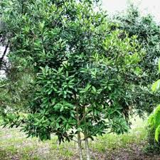 Image result for Rapanea melanophloeos