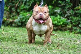 American pit bull terrier orlando, florida, united states. How To Make Your Pitbull Muscular In 3 Steps Muscle Building Diet