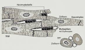 Die ursachen hierfür können eine exkretorische pankreasinsuffizienz mit verminderter sekretion proteolytischer enzyme. Regulation Der Muskelkraft Skelettmuskel
