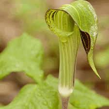 But arisaema triphyllum (l.) schott var. Arisaema Triphyllum Jack In The Pulpit Wildflower Seed