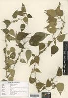 Image result for Acalypha volkensii