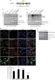 Process and prepare documents for filing in courtdeal with client, lock date for. Dominant Negative Function Of The C Terminal Fragments Of Nbr1 And Sqstm1 Generated During Enteroviral Infection Cell Death Differentiation