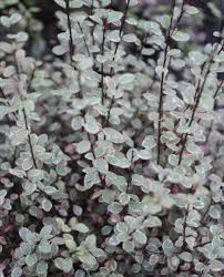Image result for Pittosporum tenuifolium
