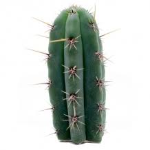 The san pedro cactus, trichocereus pachanoi (echinopsis pachanoi) is grown for its beautiful emerald green columnar form and fragrant growing from a cutting is done by simply cutting off a section of san pedro cactus. Buy Mescaline Cactus Avalon Magic Plants
