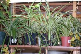 Different Types Of Spider Plants Types Of Spiders Spider Plants Plants