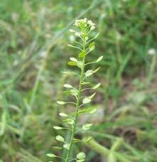 We did not find results for: Peppergrass Lepidium Virginicum In Ontario Edible Wild Plants Wild Plants Edible Plants