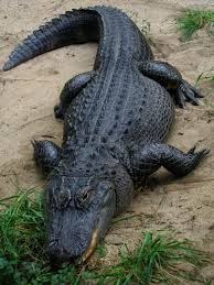 American Alligator Wikipedia