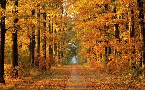 Check spelling or type a new query. Autumn Season Wallpapers Wallpaper Cave