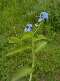 Image result for Commelina subulata