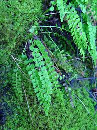 Image result for Asplenium ceii