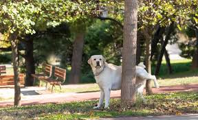 Maybe you would like to learn more about one of these? Dog Utis Causes Symptoms Treatments And Home Remedies