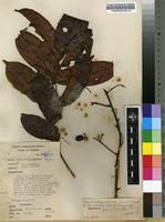 Image result for Pseudospondias microcarpa