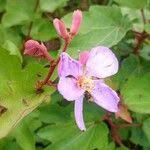 Image result for Clappertonia ficifolia