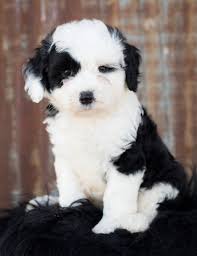 The best way to find sheepadoodle breeders is with our puppy finder. Sheep A Doodle Puppies For Sale Near Me Online Off 79