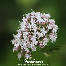 Image result for Valeriana capensis