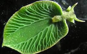 Amazing Half Animal Half Plant Charismatic Planet Sea Slug Slugs Photosynthesis