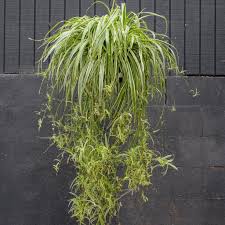 Image result for Chlorophytum ruahense
