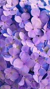 Download Wallpaper 938x1668 Hydrangea Flowers Petals Purple Iphone 8 7 6s 6 For Parallax Hd Background Best hydrangea wallpaper, desktop background for any computer, laptop, tablet and phone. download wallpaper 938x1668 hydrangea