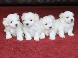 Quality Teacup Maltese Puppies Home Privacy Policy In 2020 Maltese Puppy Teacup Puppies Teacup Puppies Maltese