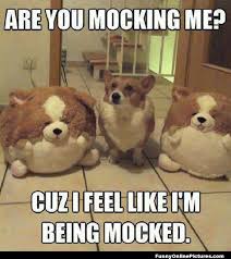 Being Mocked Funny Dog Meme Lol Funny Animals Silly Animals Funny Dogs