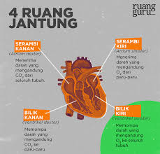 Lebih lengkapnya lagi simaklah pembahasan kami mengenai materi fungsi jantung, pengertian, bagian, struktur, jenis dan. Bagian Bagian Jantung Fungsi Dan Cara Kerjanya Gambar