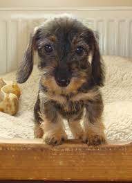 Wirehaired Dachshund Puppy Wirehaired Dachshund Puppy Dachshund Puppies Weenie Dogs