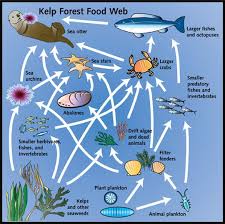 Food Chain Kelp Forests Kelp Forest Food Webs Projects Food Web