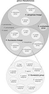 Image result for Pseudeminia