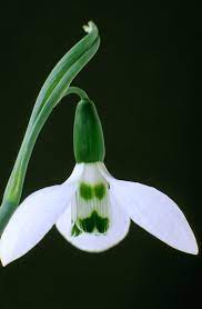 Pin On Orchids