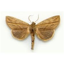 Image result for Catocala electa