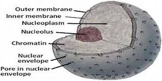 What is the function of nucleus membrane. Nuclear Membrane Function And Structure Qs Study