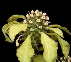 Image result for Monadenium spinulosum