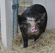 Delilah 9weeks Old A Kereopa Gilt Kune Kune Pigs Pig Breeds