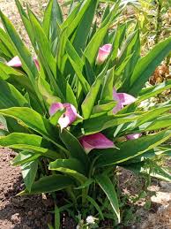 Image result for Zantedeschia rehmannii