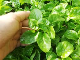 Sayuran juga kerap kali dikonsumsi sebagai salad (merupakan appetizer atau hidangan pembuka pada fine dining) atau. Bayam Brazil Brazillian Spinach Sayuran Yang Boleh Dijadikan Salad Zaza Iman Lifestyle Blogger