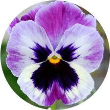 This deep, medium purple has been used since the 1800s in order to describe the deep majesty of the color commonly used by royals. 62 Types Of Purple Flowers Proflowers Blog