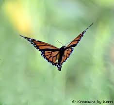 Monarch Butterfly In Flight A Simple Blessing From A Little Piece Of Me Blogspot By Kerri Ph Monarch Butterfly Butterflies Flying Beautiful Butterflies