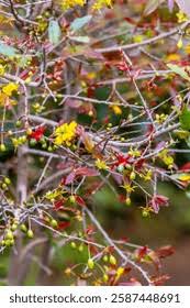 Image result for Ochnaceae