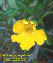 Image result for Dolichandra unguis-cati