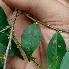 Image result for Pentaphylacaceae