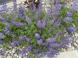 Image result for Baphiopsis parviflora