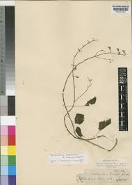 Image result for Equilabium